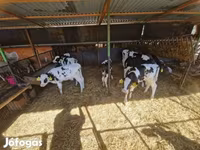 Bou, Rasa Holstein — foto 2