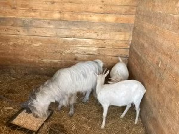 بز ماده, بز
