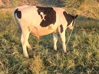 گاو و گوساله (گروه، جنسیت مشخص نشده), Russian Black pied cattle — عکس 4