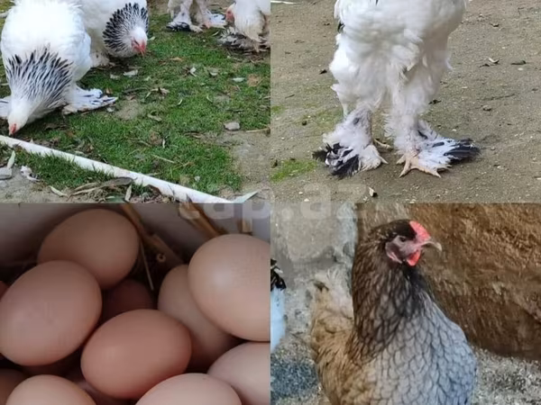Brahma — Azerbaijan