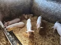 Babi jantan — foto 2