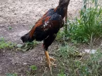 Chickens — عکس 1