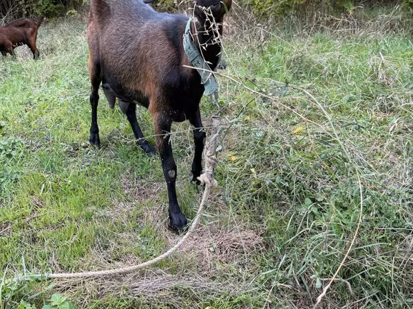Kozel, Nubian Goat