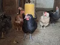Chickens — 사진 7