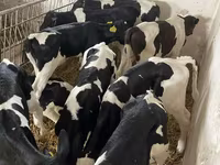 ወንድ በሬ, Holstein breed — ፎቶ 5