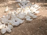 Německý pekin — foto 2