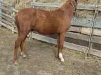 Pastuv, Horse breed — fotografija 3