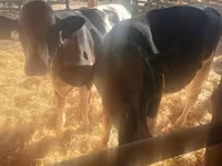 Bulle, Holstein-Rasse — Foto 2