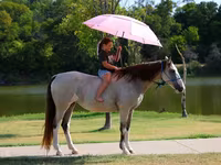مادیان, Skyros Pony — عکس 8