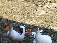 Geese — عکس 1