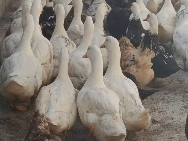Domestic Muscovy