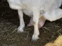 بز ماده, Alpine goat — عکس 4