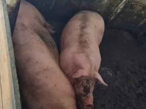 Prasata (šarže, pohlaví neuvedeno), Prasata