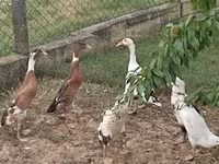 Ducks — լուսանկար 1