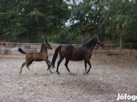Jument, Lipizzaner — photo 1