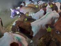 Býk, Simmental cattle — foto 1