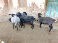 Овца, Romanov sheep — снимка 5