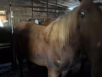 Cavallo, Cavalli — foto 1
