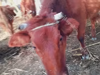 牛只（批次，未指定性别）, Cattle — 照片 1