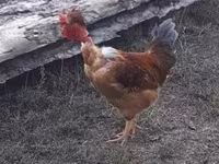 Chickens — ፎቶ 2