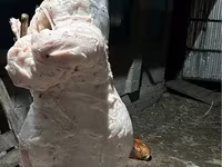 قوچ, گوسفند — عکس 2