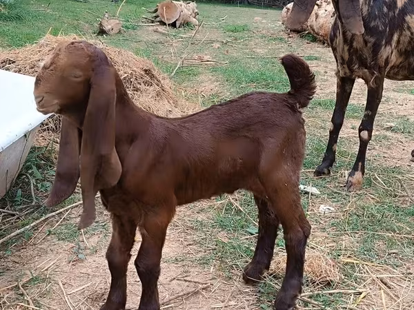 Billy Goat, Nubian Goat — Kyrgyzstan
