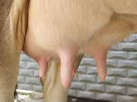 Krowa, Swiss cattle — zdjęcie 6