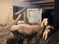 نعجة, Arashan sheep — الصورة 1