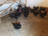Australorp — Foto 2