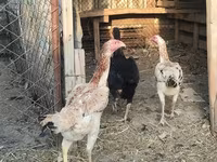 Chickens — foto 3