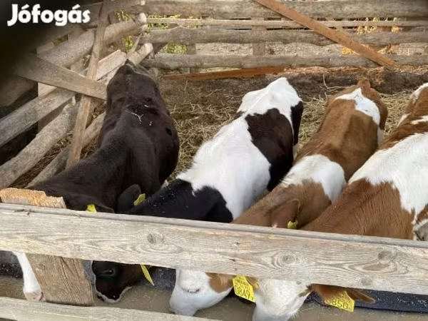 วัวตัวผู้, Simmental cattle