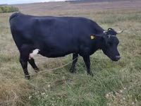 Koe, Aberdeen-Angus — foto 2