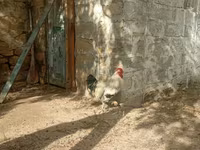 Brahma — foto 3