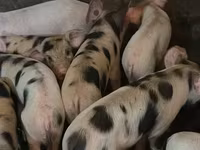 Babi (batch, jenis kelamin tidak disebutkan), Pigs — foto 3