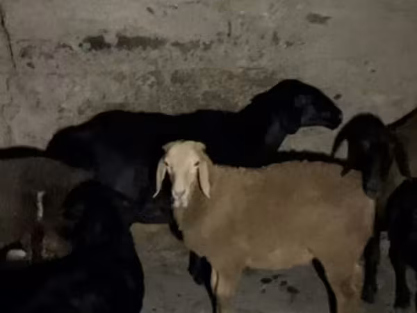 Ovejas