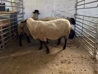 میش, White Suffolk sheep — عکس 8