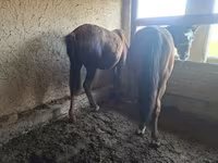Hingst, Heste — foto 6