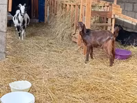 Koza, Saanen goat — foto 4