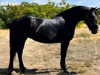 Hoppe, Friesian — foto 2