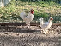 Chickens — 사진 2