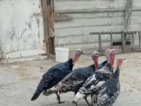 Turkeys — عکس 1