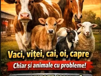 Kůň, Koně — foto 2