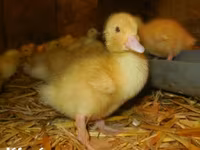 Ducks — foto 1