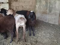 میش, گوسفند — عکس 5