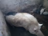 ወንድ አሣማ, Pigs — ፎቶ 2