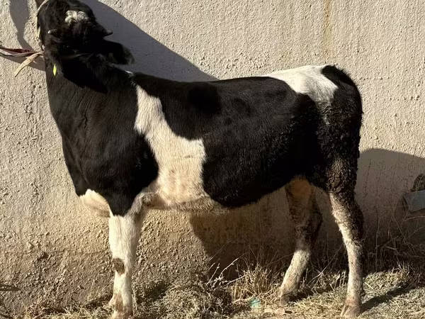 Крава, Russian Black pied cattle