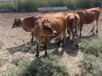 Mucca, Razza Jersey — foto 4
