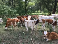 Buğa, Holştin irqi — foto 8