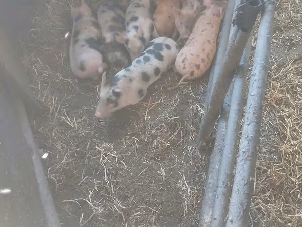 Babi hutan, Дюрок