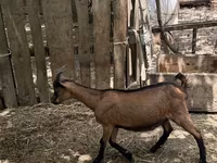 Jarac, Alpine goat — fotografija 2